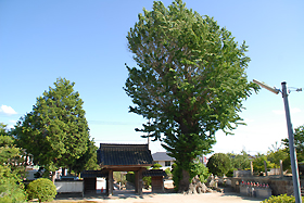 本堂御拝口より樹齢八百年の公孫樹を望む