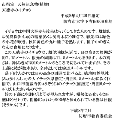 天徳寺のイチョウ